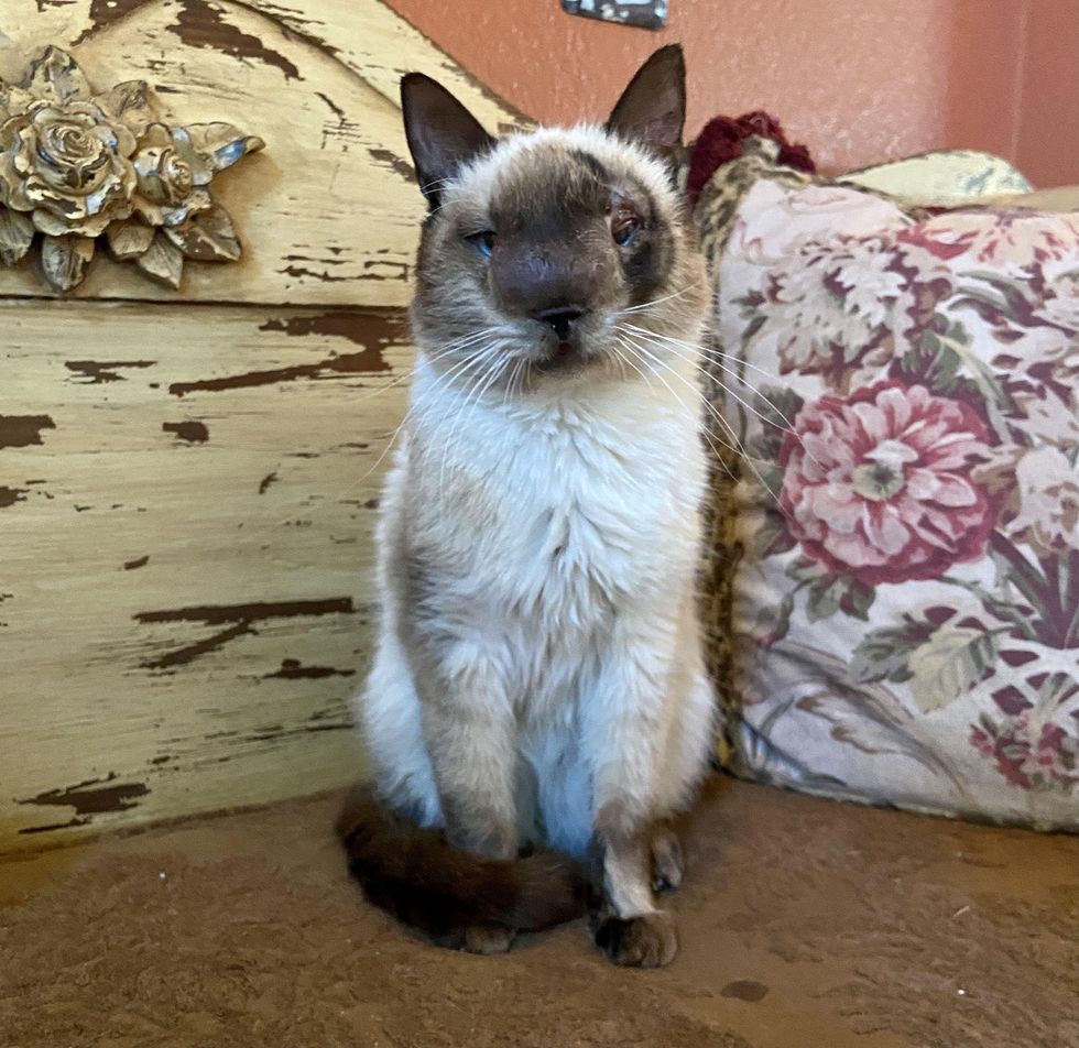 khy, cat, special needs, nose, sweet face