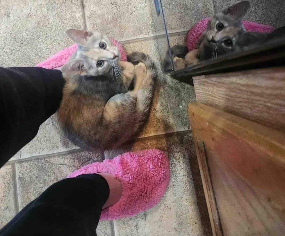 kitchen helper kitten