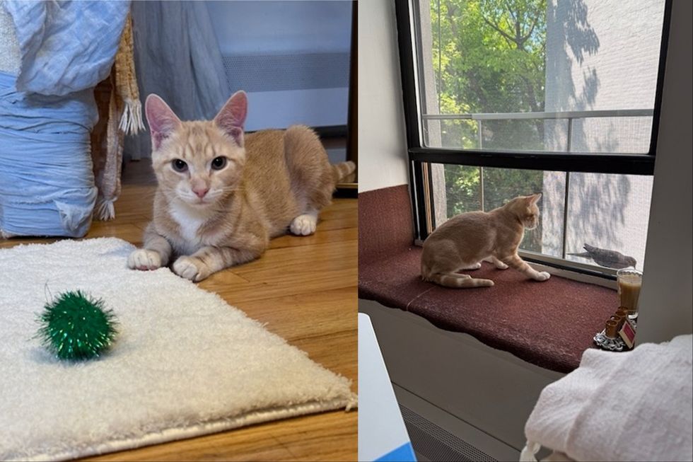 kitten and favorite toy; kitten watching a bird outside a window