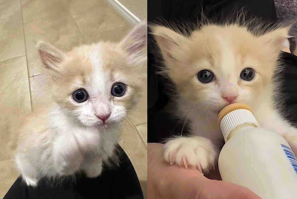 kitten asks attention bottle