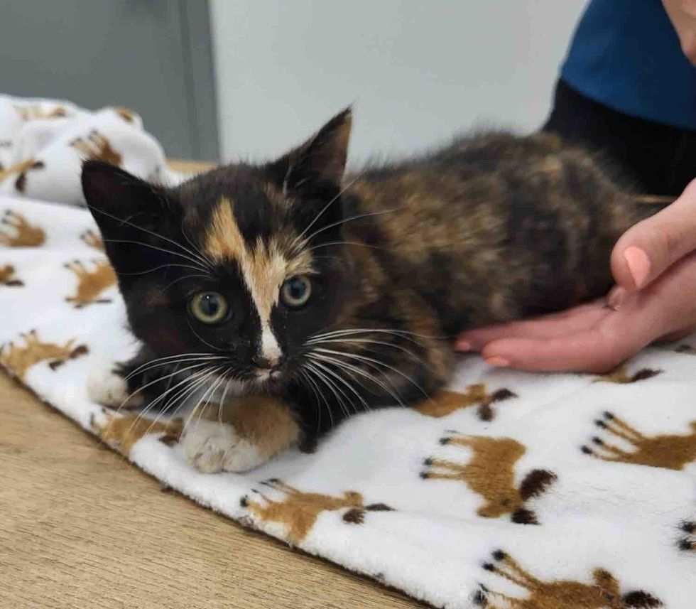 kitten at vet calico