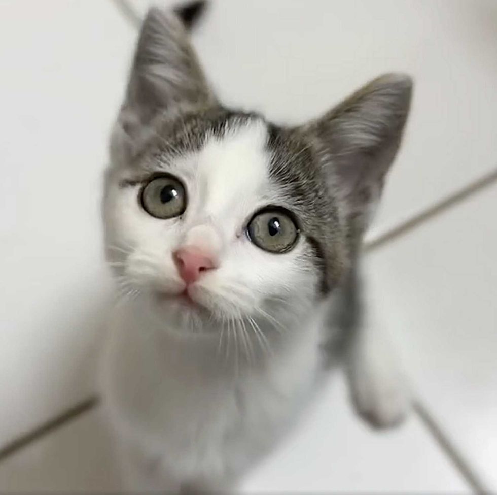 kitten attention seeker
