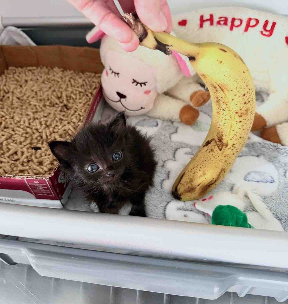 kitten banana scale