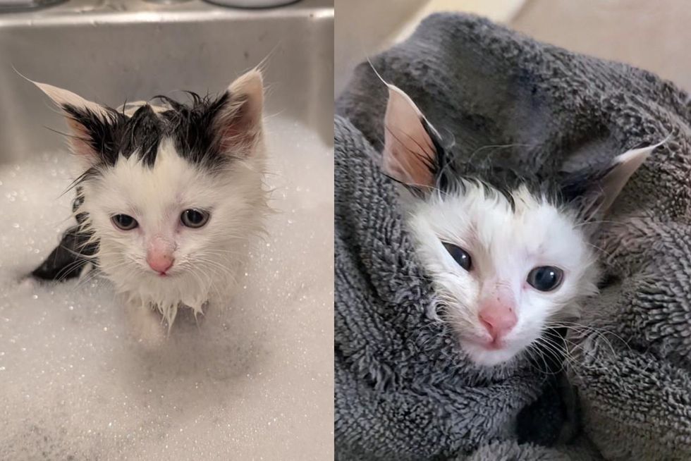 kitten bath purrito
