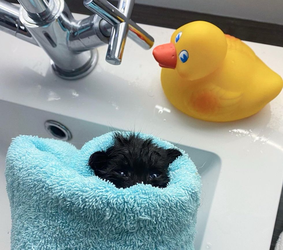 kitten bath wrapped towel