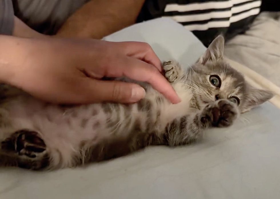 kitten belly rubs