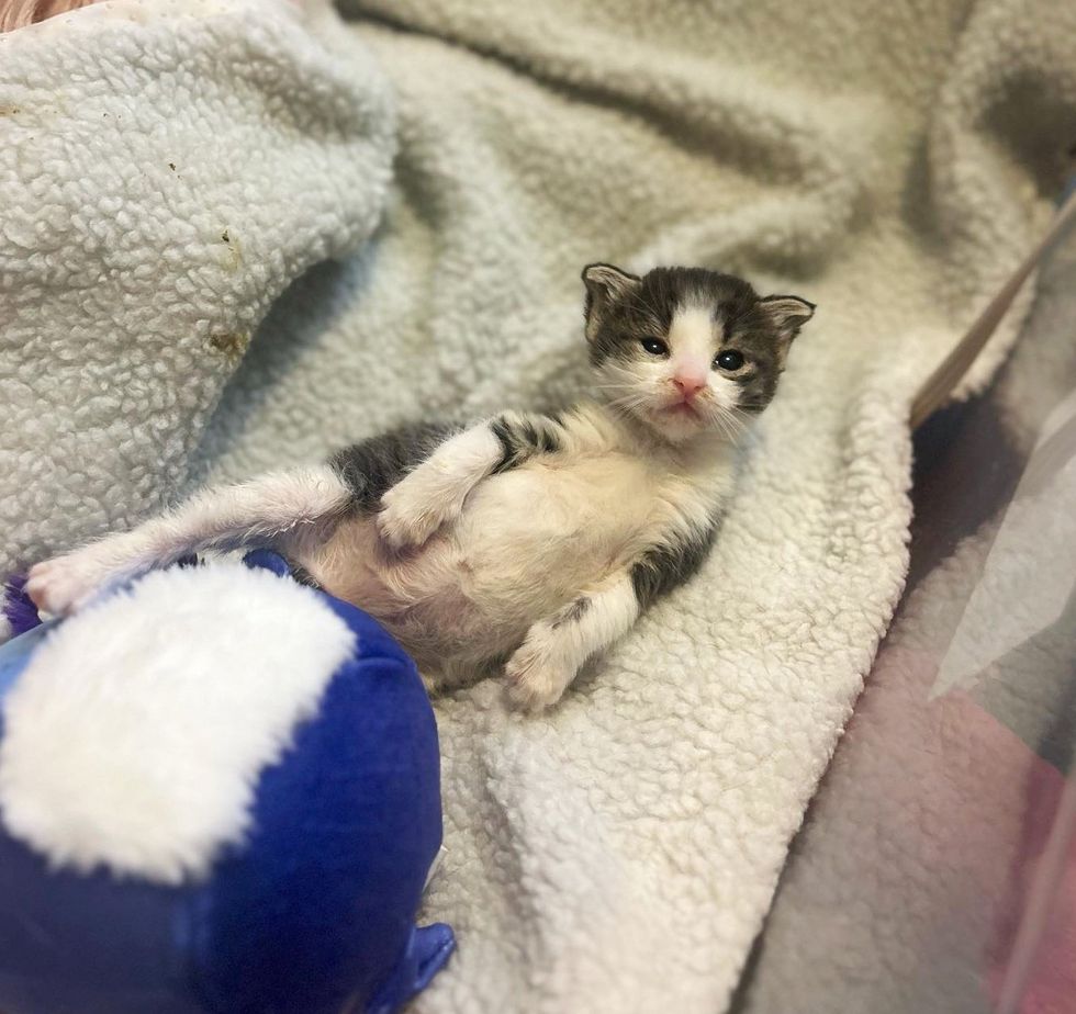 kitten belly small