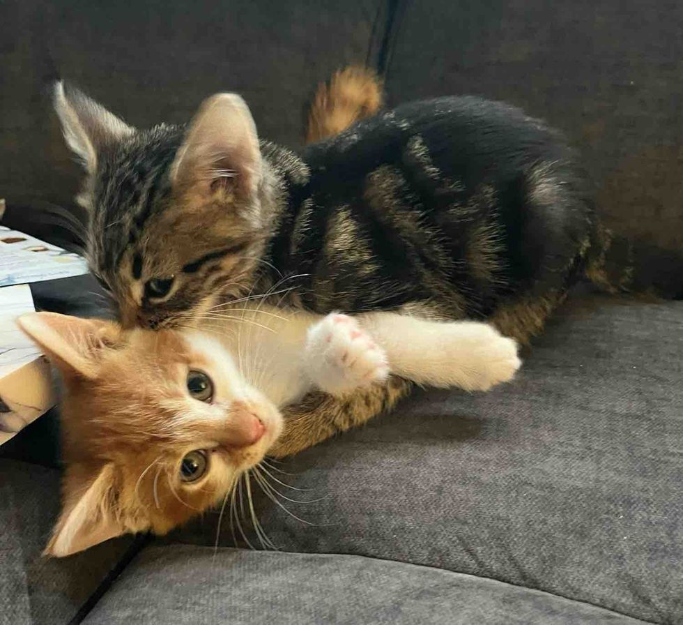 kitten best friends cuddles