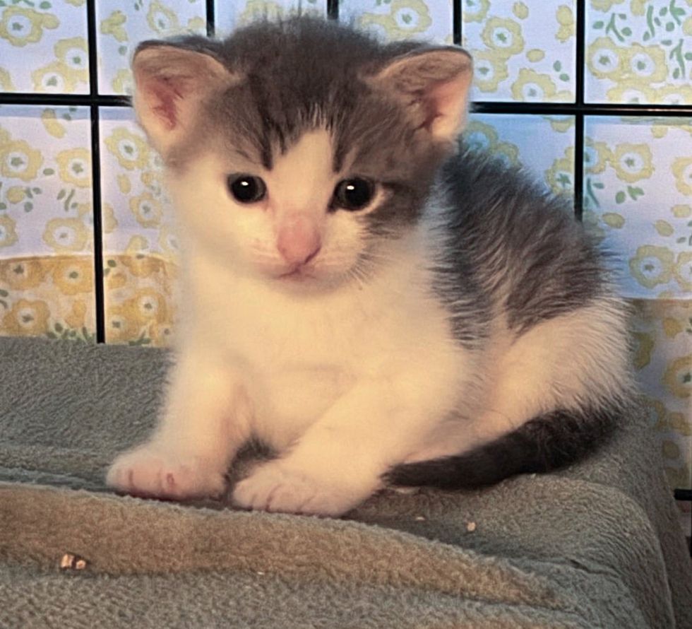 kitten big ears