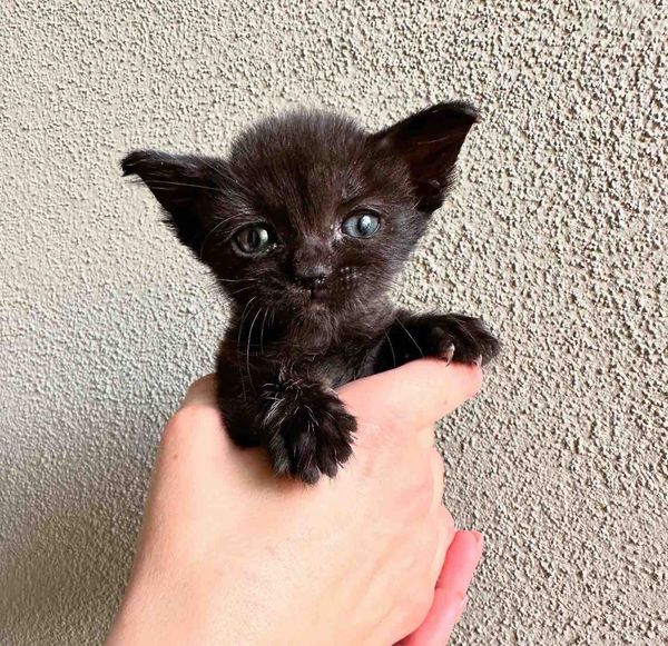 kitten big ears