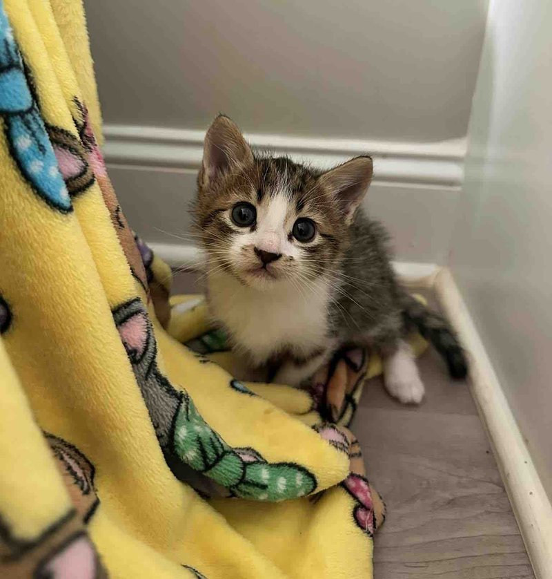 kitten blanket curious
