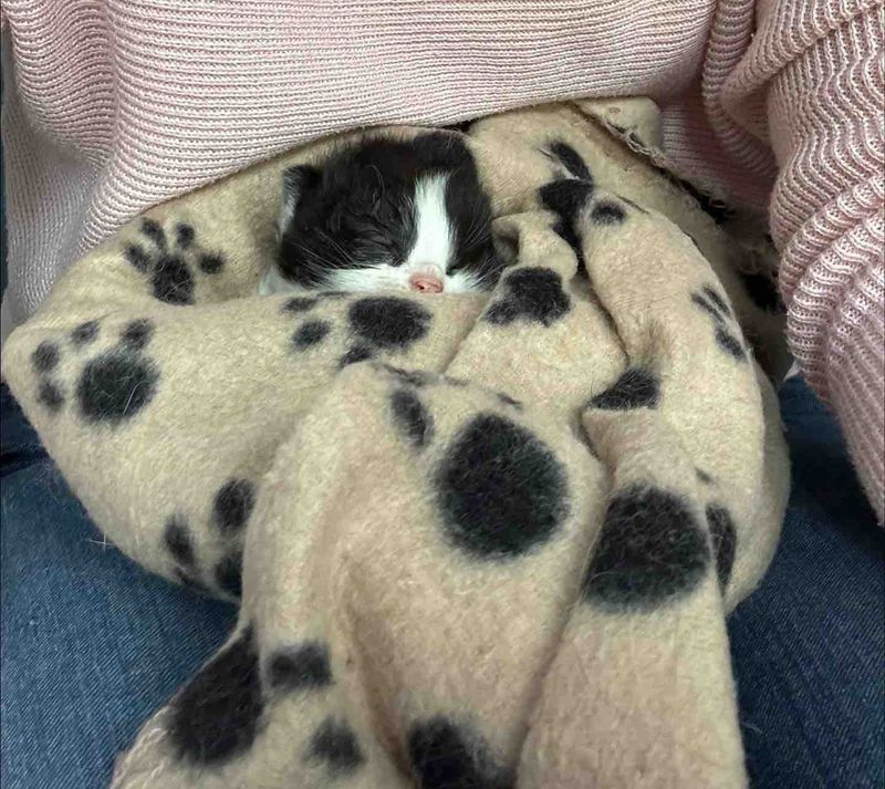 kitten blanket sleeping