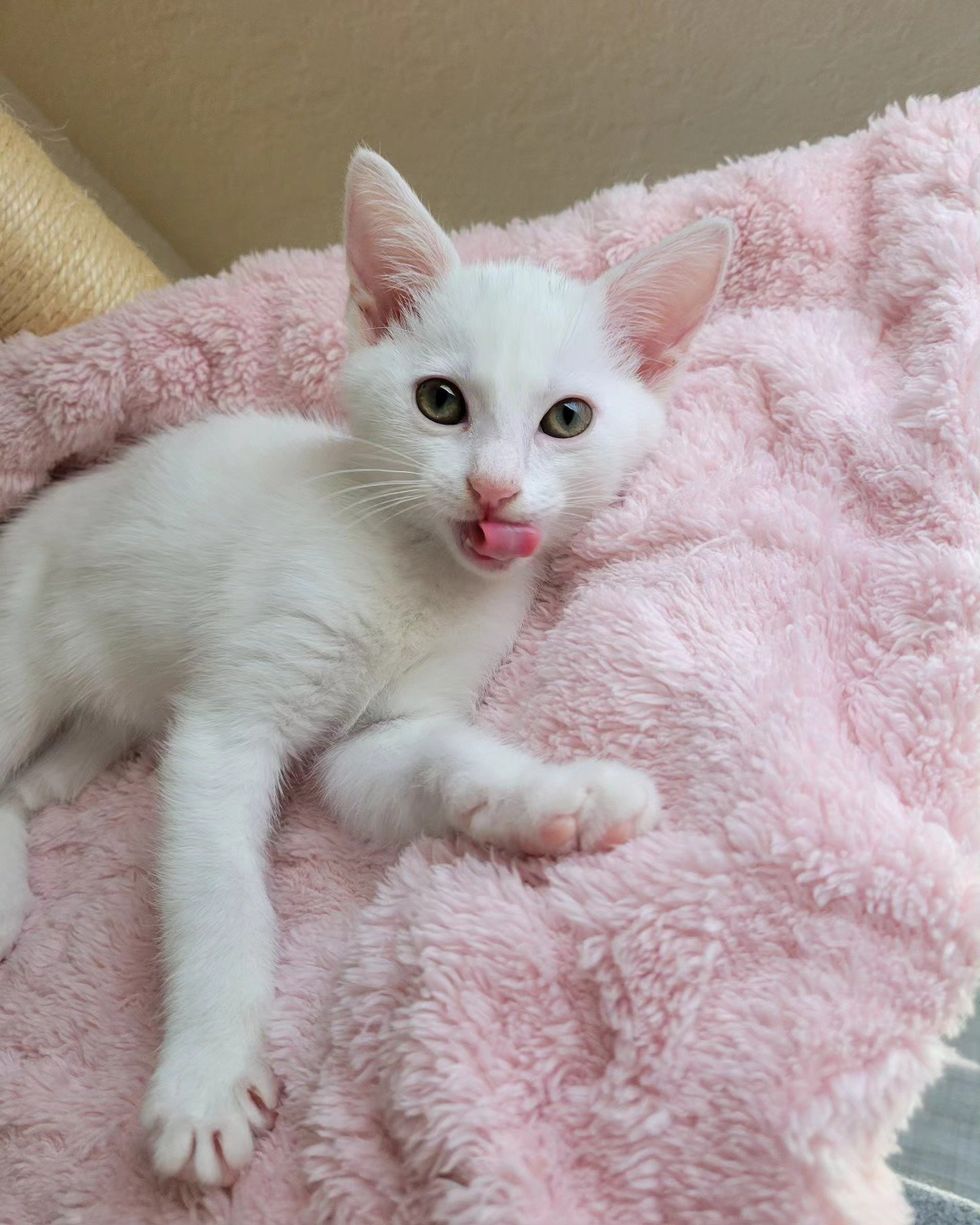 kitten blanket tongue