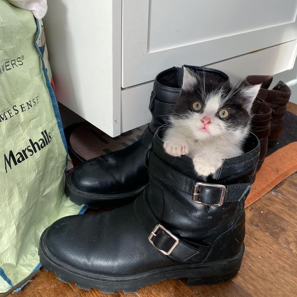 kitten boot playful