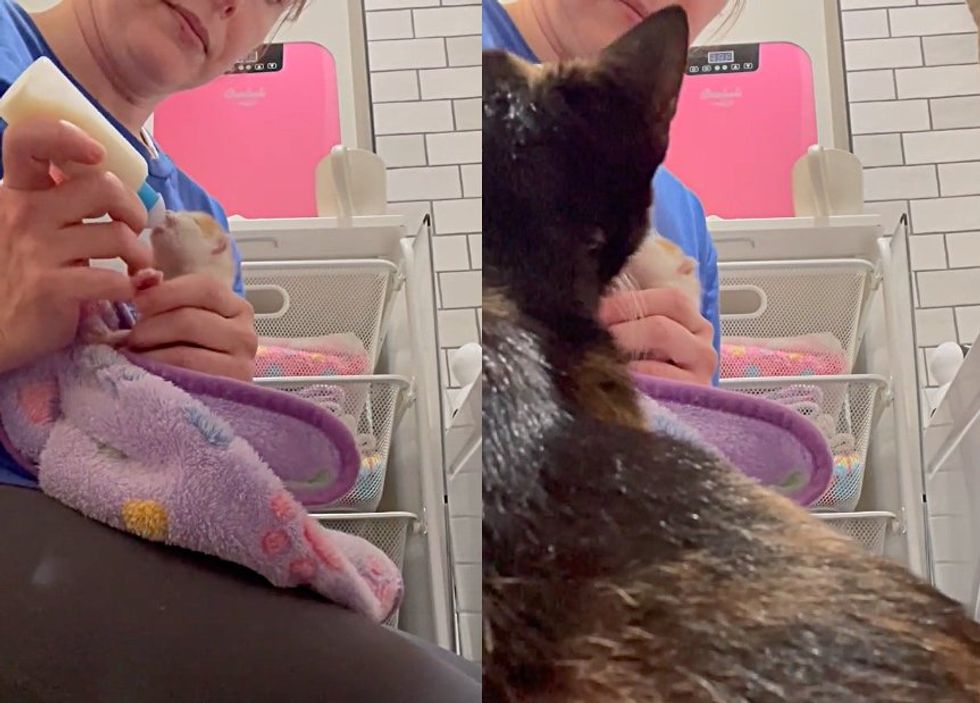 kitten bottle feeding