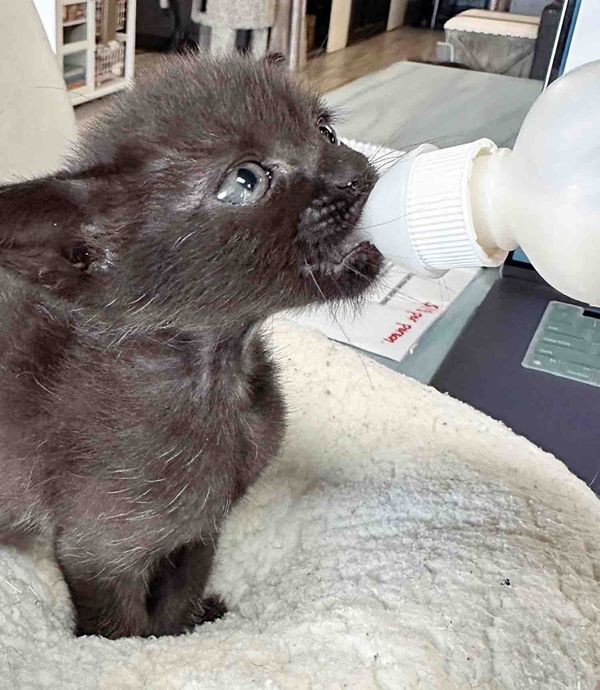 kitten bottle feeding