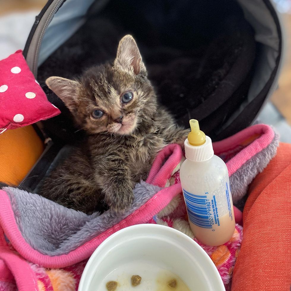 kitten bottle sweet
