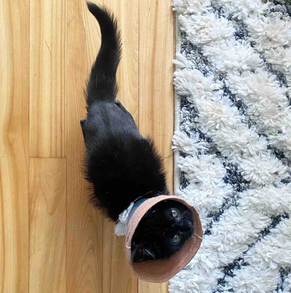 kitten brave walking cone