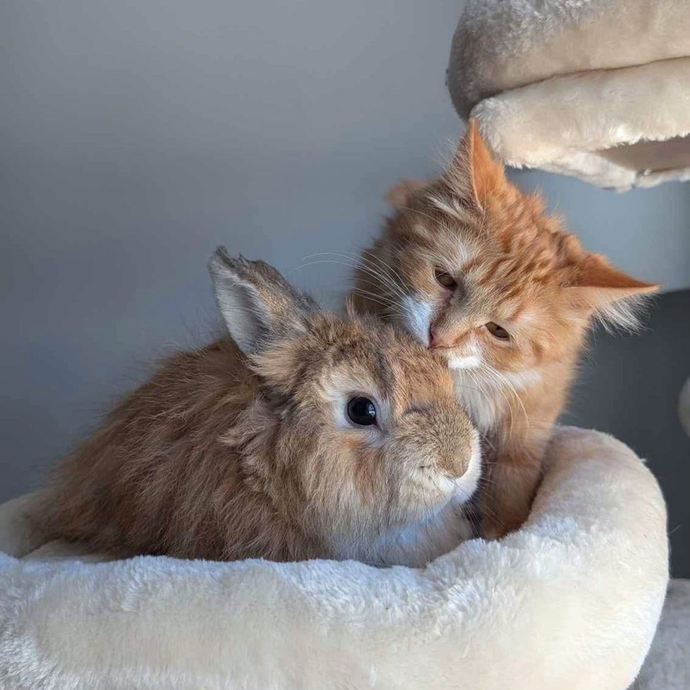 kitten bun friends