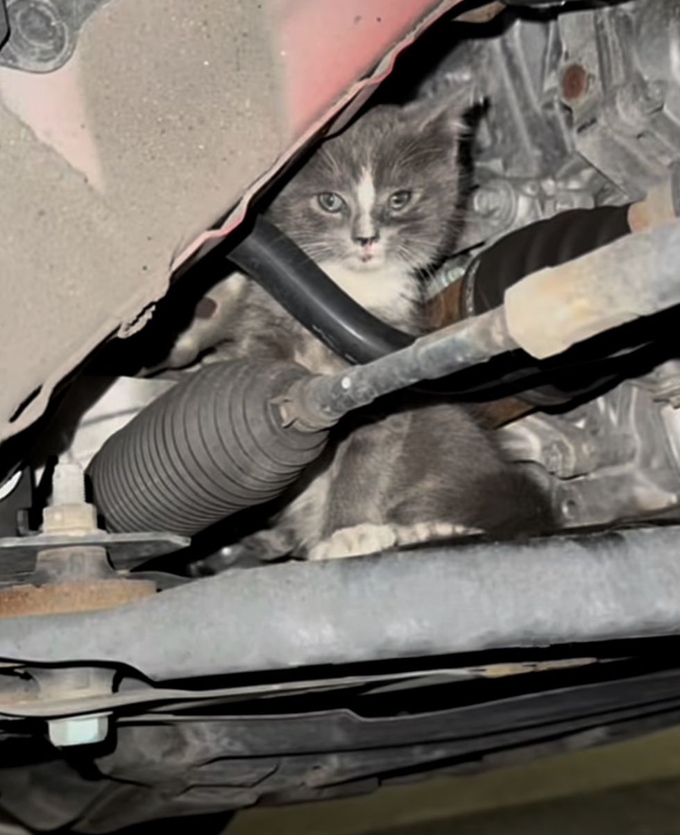 kitten car hiding