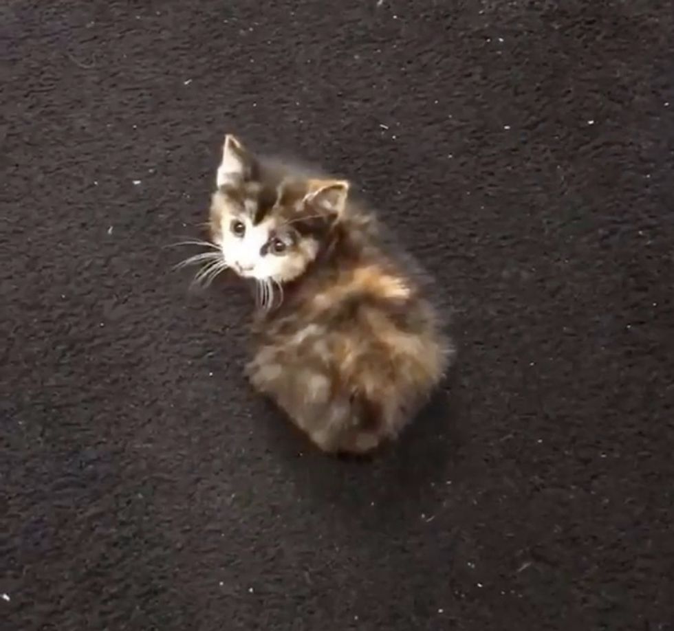 kitten, car wash, stray