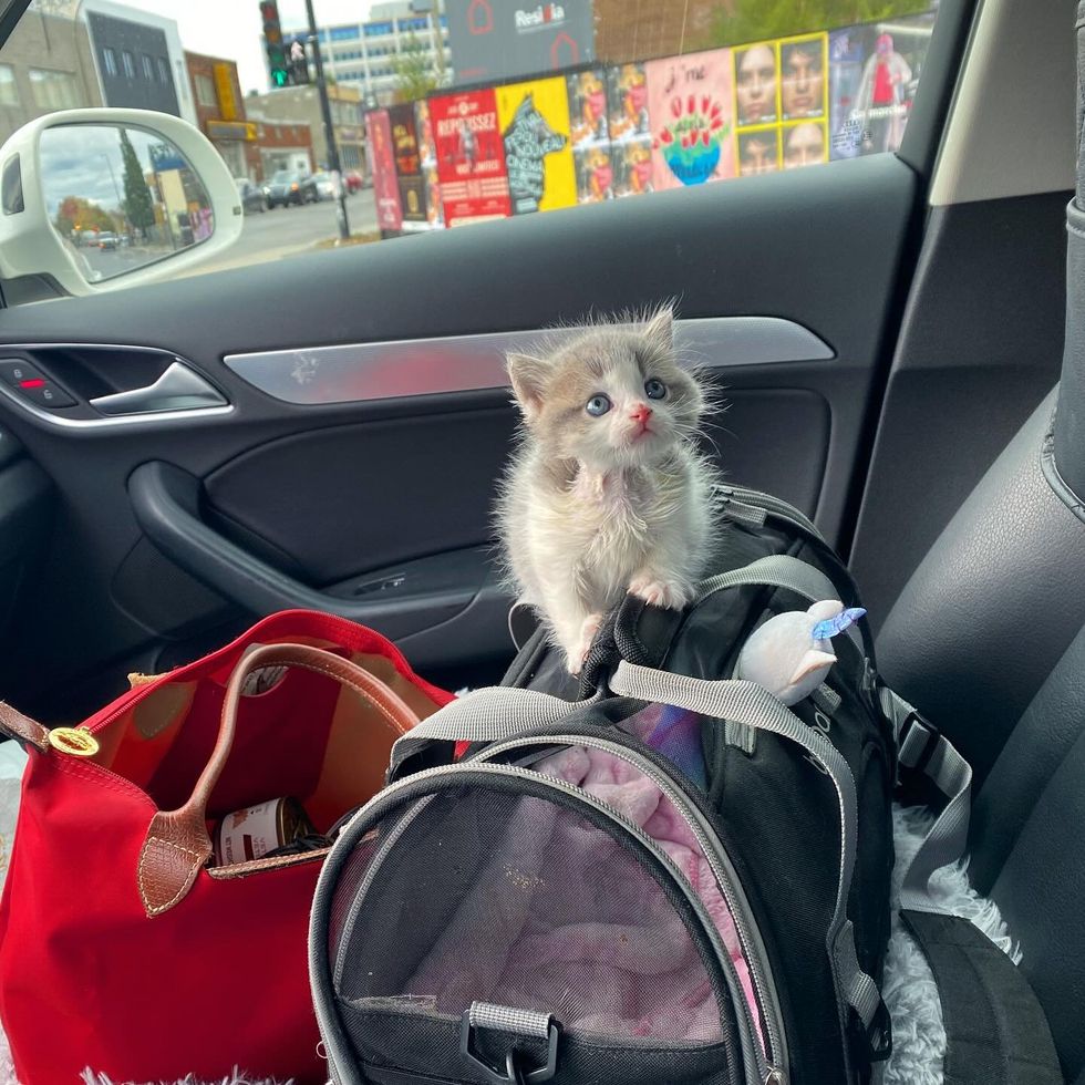 kitten carrier car ride