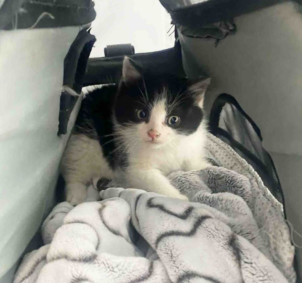 kitten carrier travel