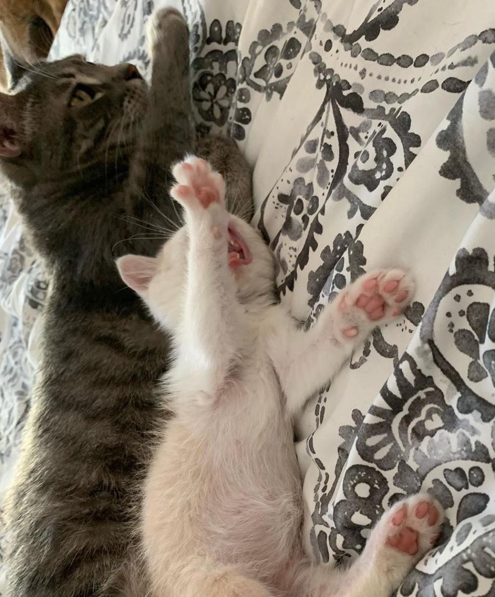 kitten cat best friends