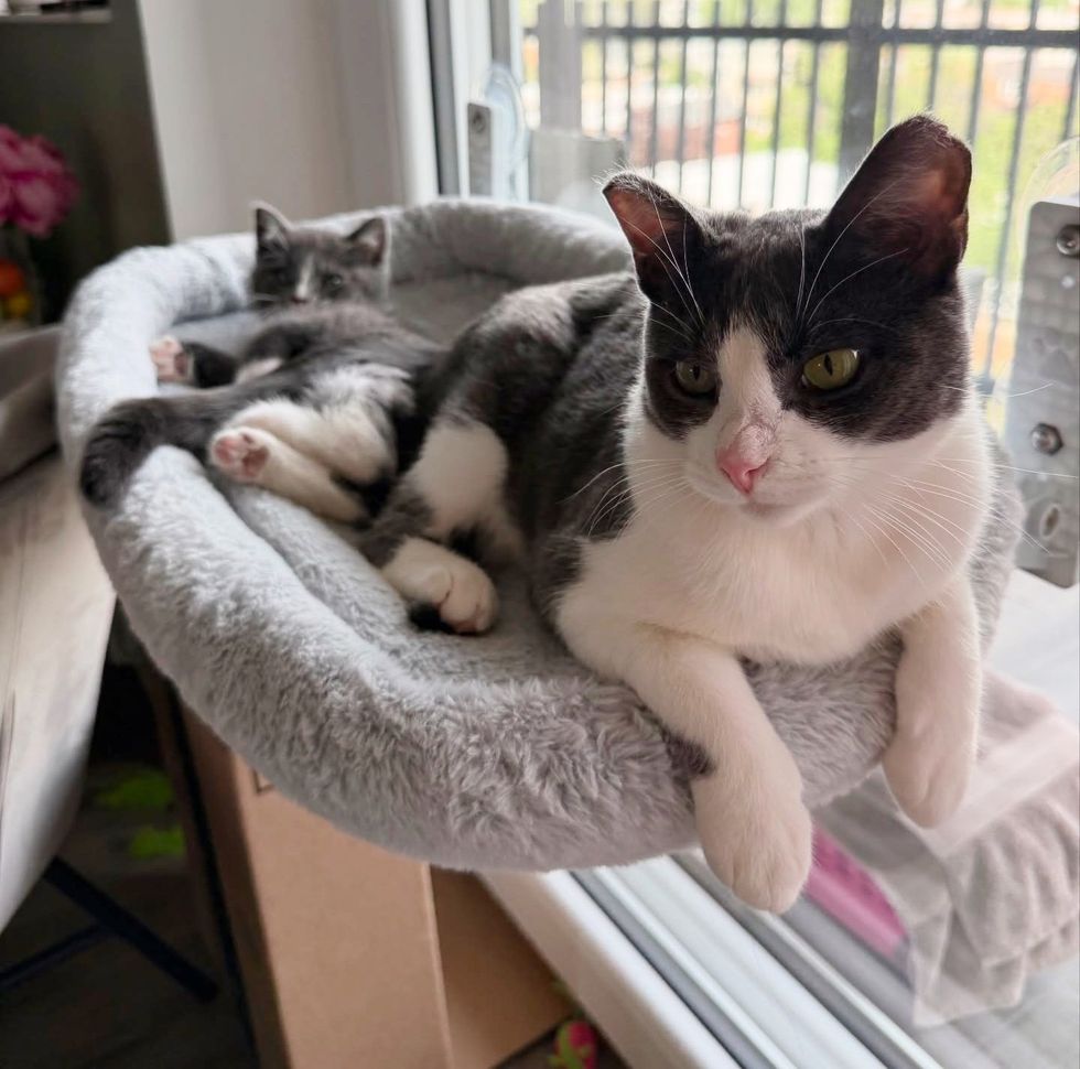 kitten cat friends snuggles