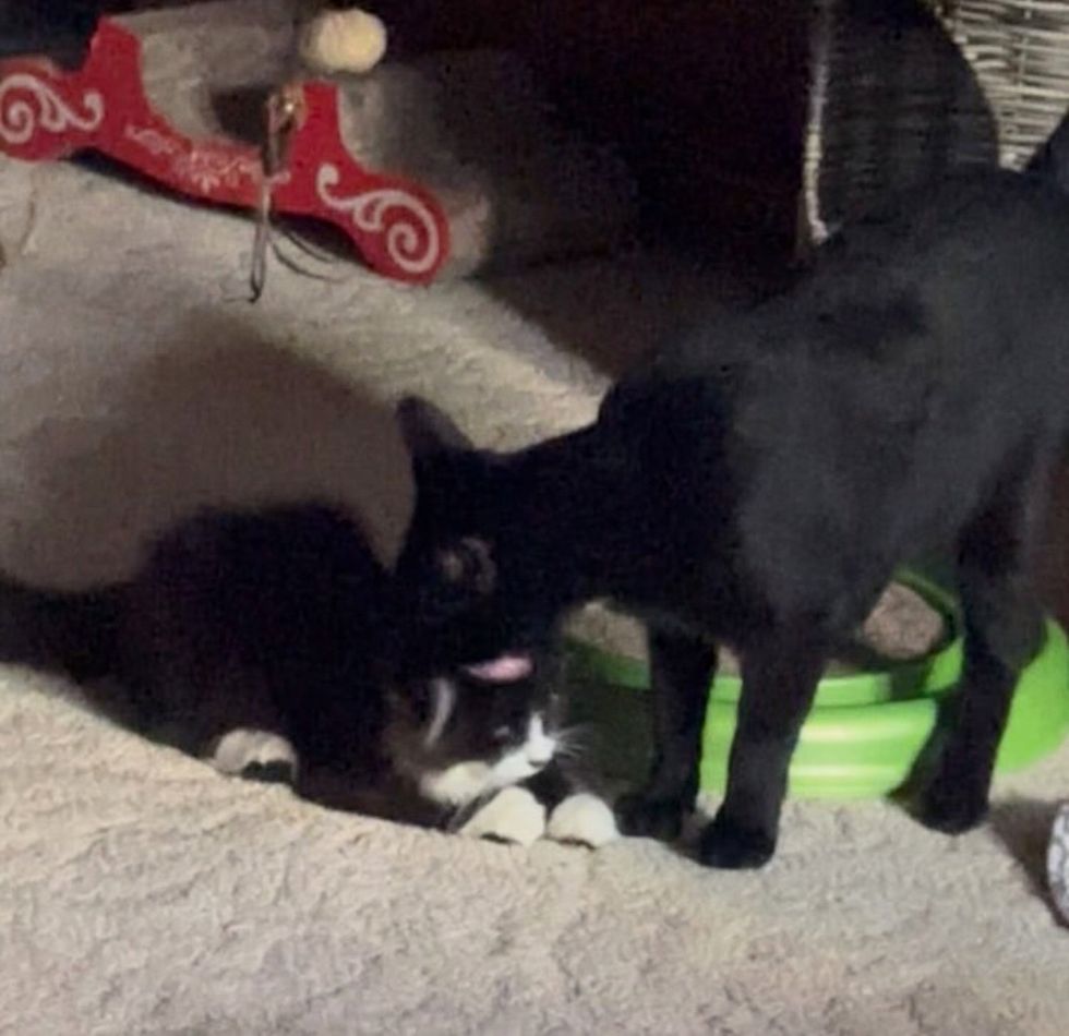 kitten cat friends