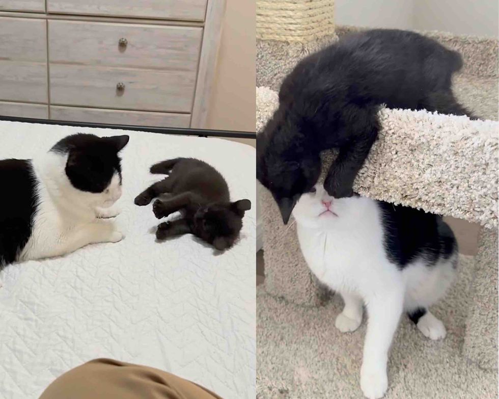kitten cat friends