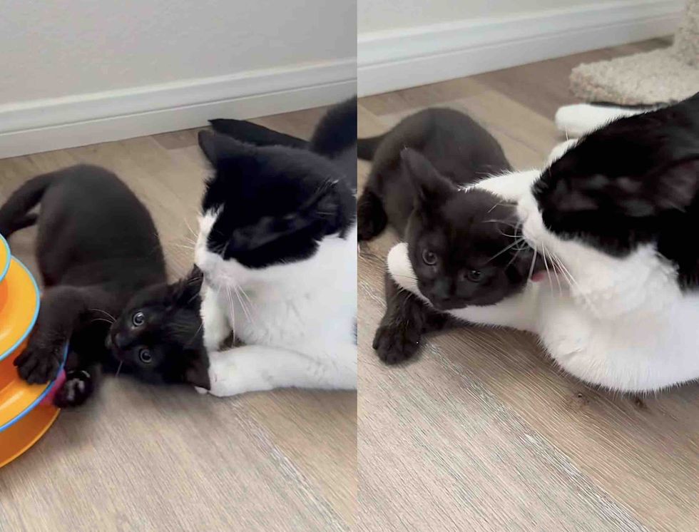 kitten cat friends