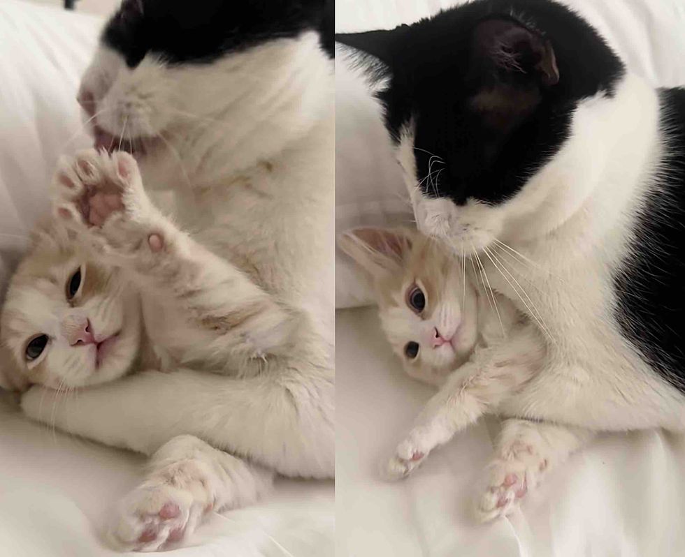 kitten cat hugs