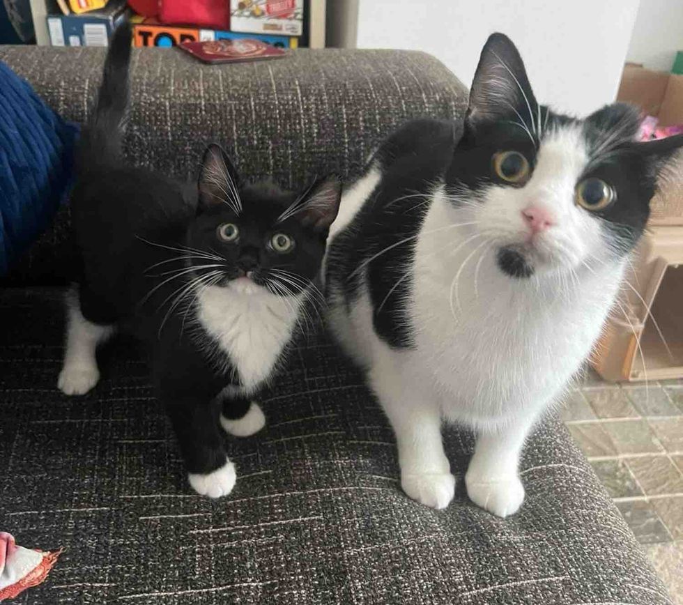 kitten cat mother daughter