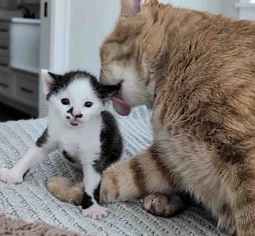 kitten cat orange friends
