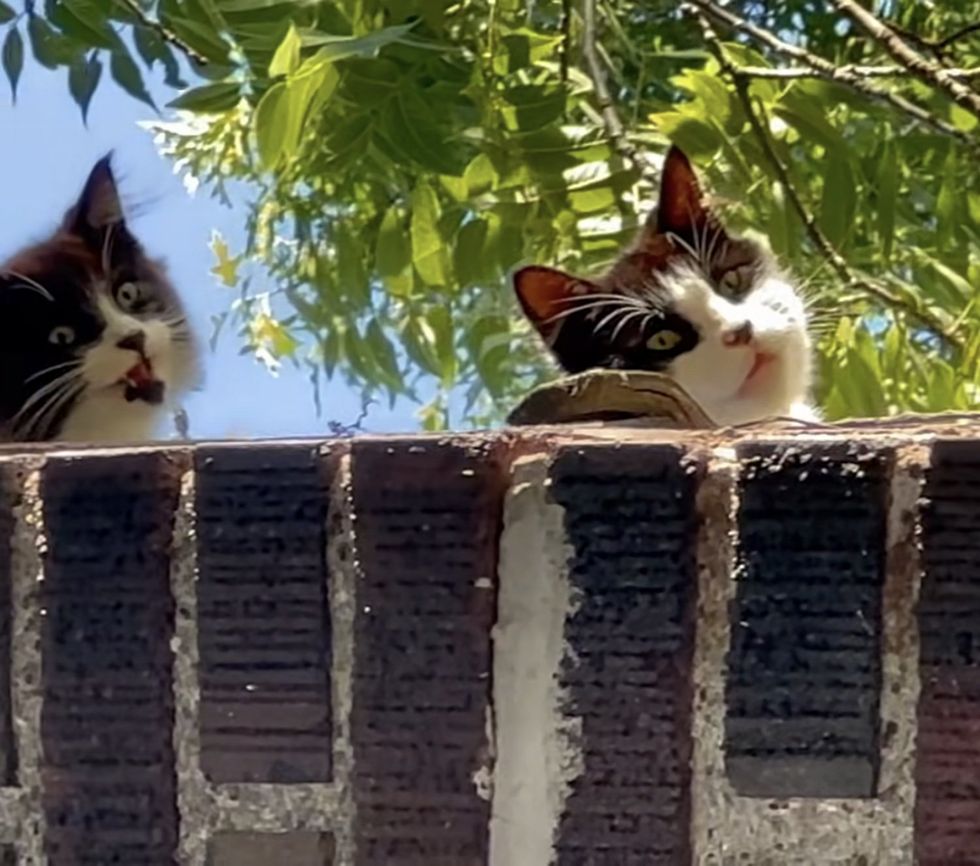 kitten cat rooftop