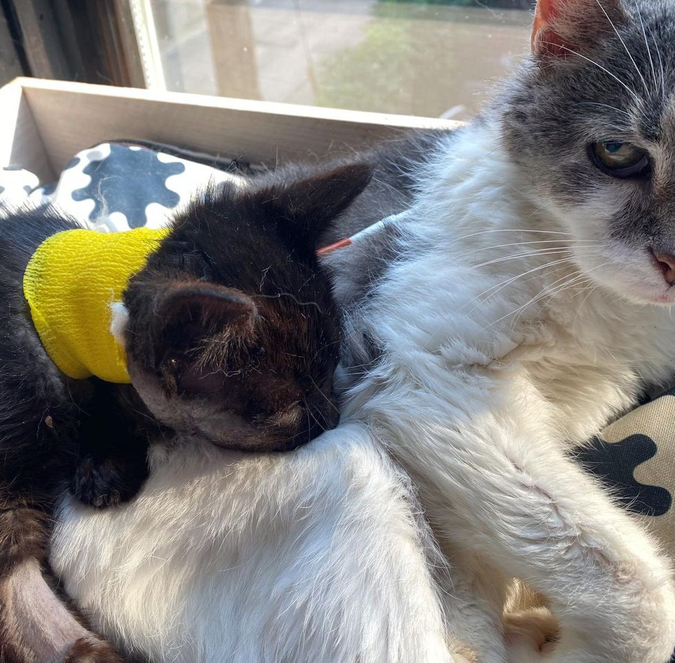 kitten cat snuggles