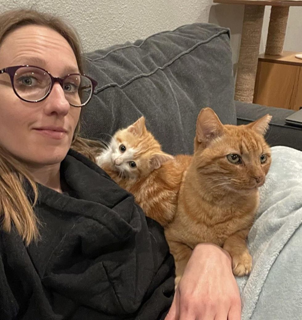 kitten cat snuggling