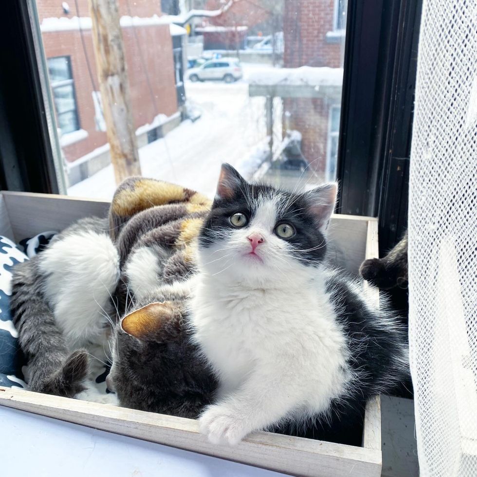 kitten cat sunbathing