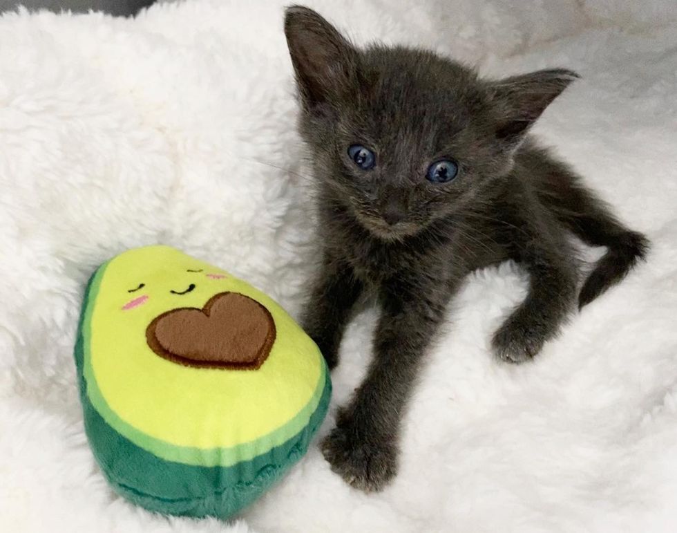 kitten, cat toy, avocado
