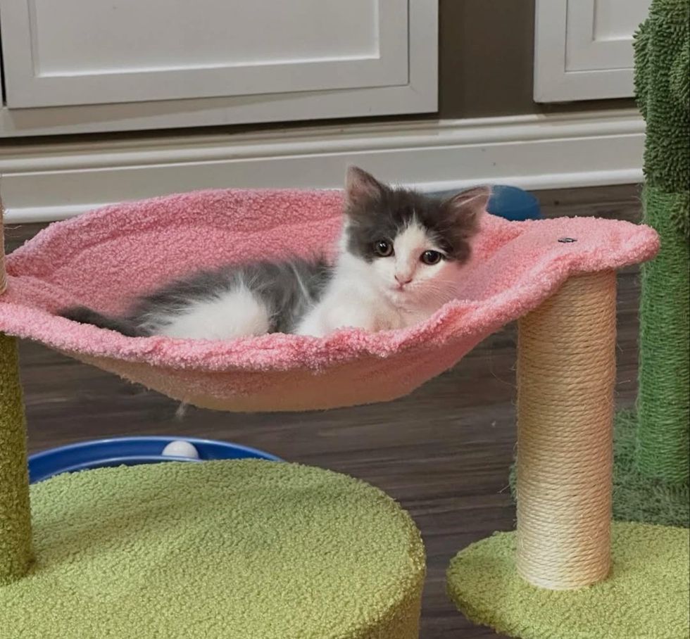 kitten cat tree hammock
