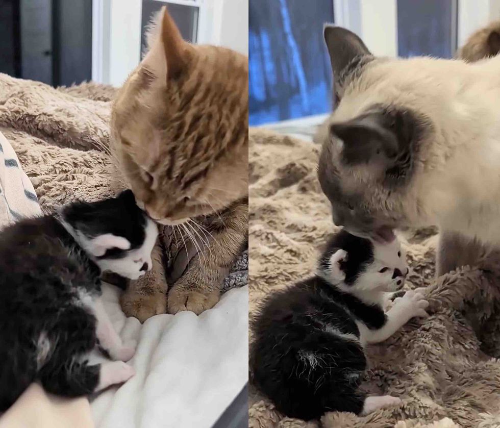 kitten cats affectionate