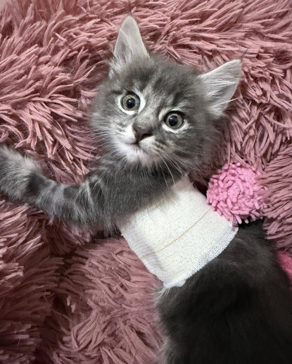 kitten chest brace
