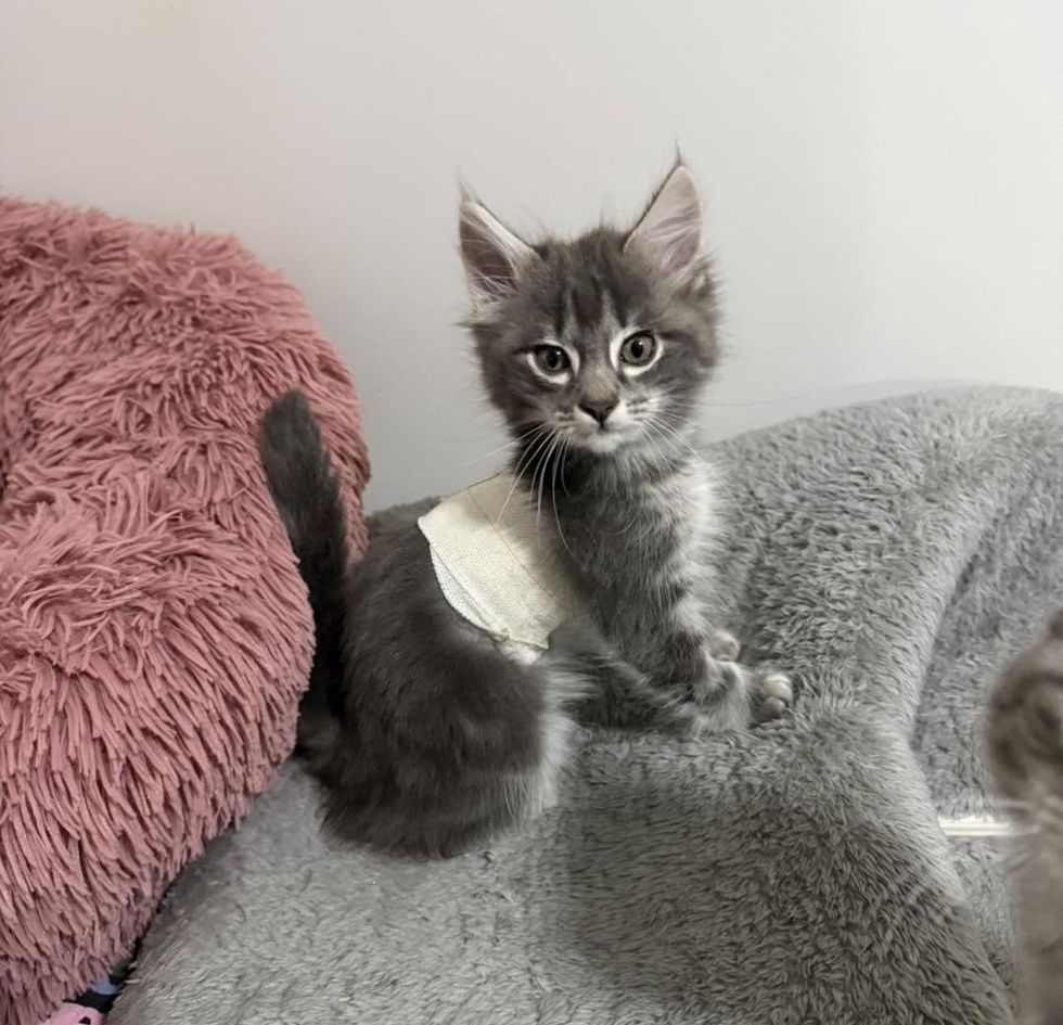 kitten chest brace