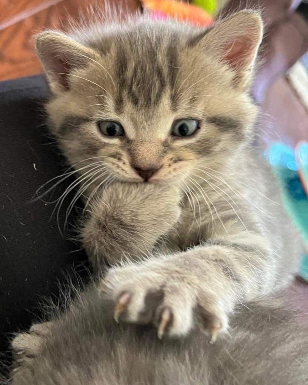 kitten chomp paw