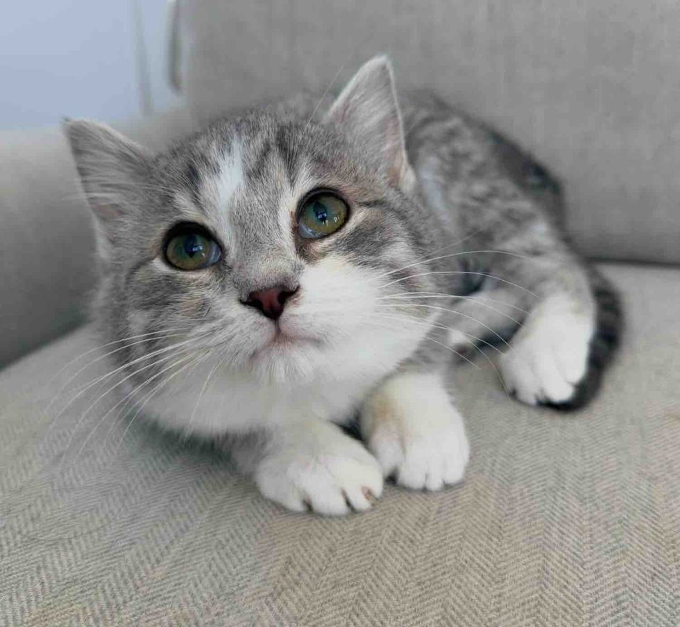 Kitten Learns to Trust with Encouragement from Her Cat Siblings, Now She Has Happiest Ending She Hoped for
