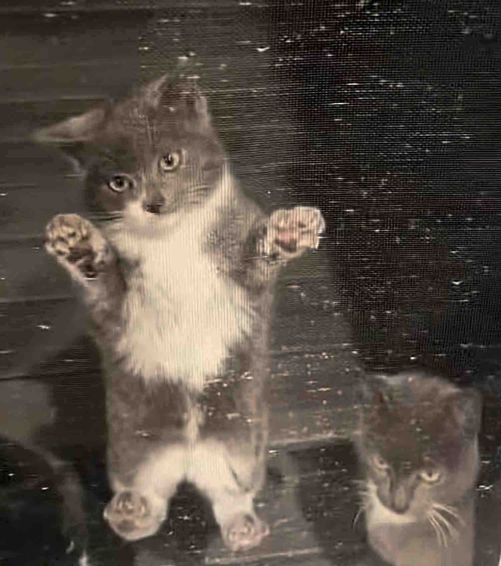 kitten climbs screen door