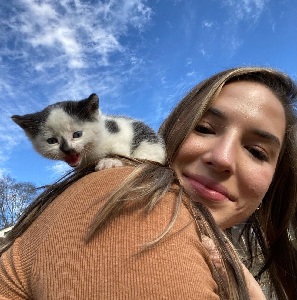 kitten climbs shoulder, stray kitten