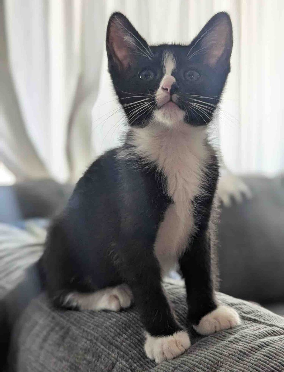 Kitten comfy on top of couch posing for camera