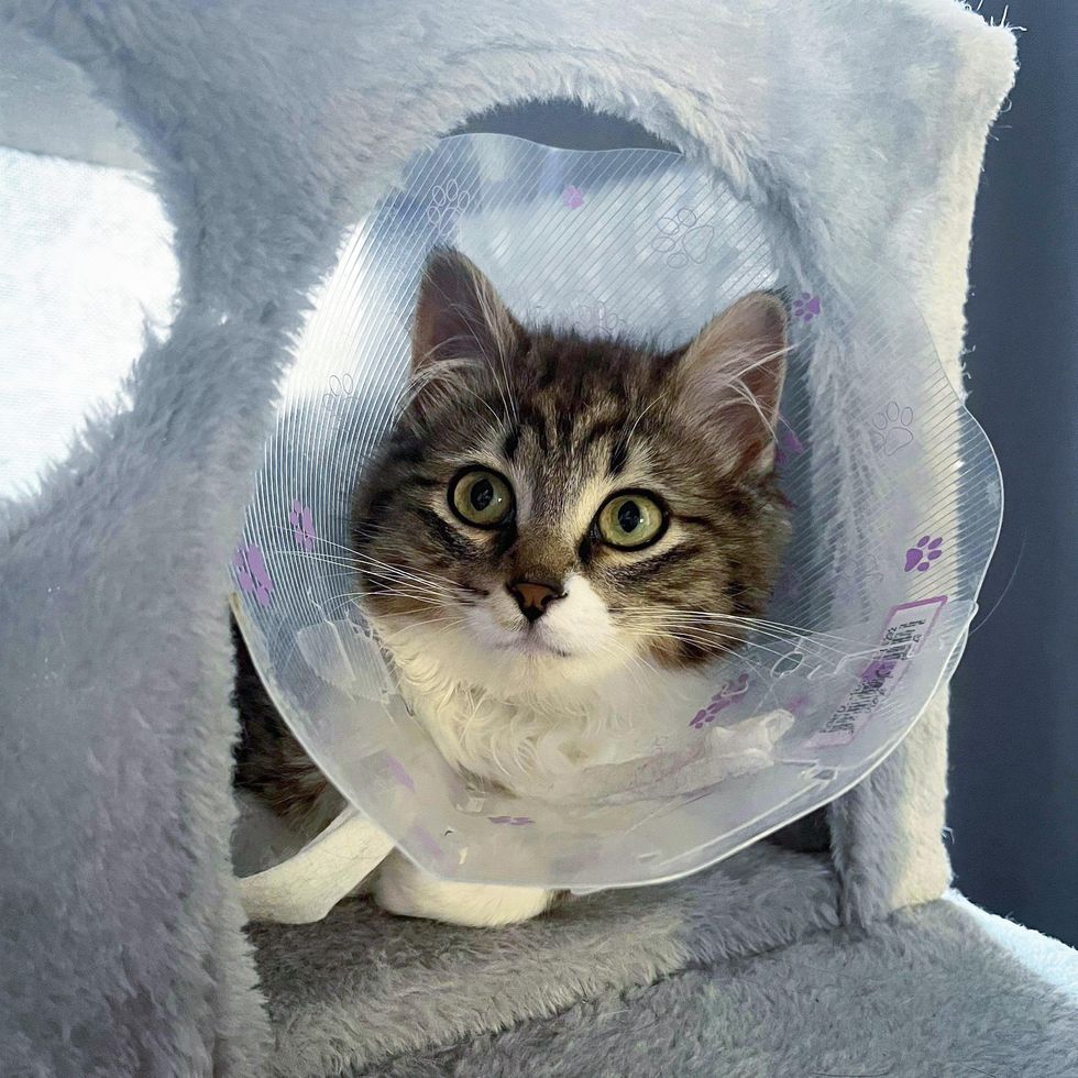 kitten cone cat tree